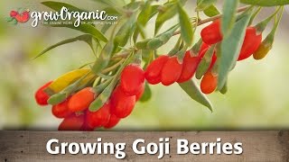 Growing Goji Berries