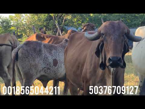 San Francisco Javier usulutan 