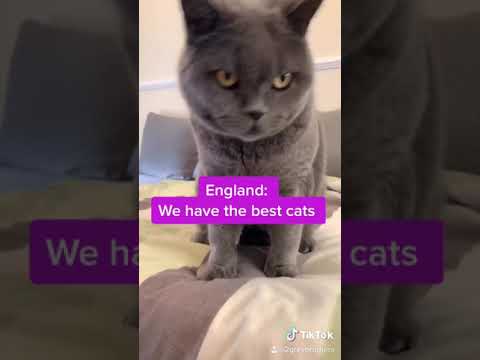 British Shorthair Cat vs Russian Blue