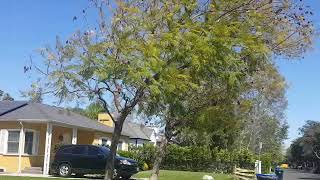 What to Do About Yellowing Foliage