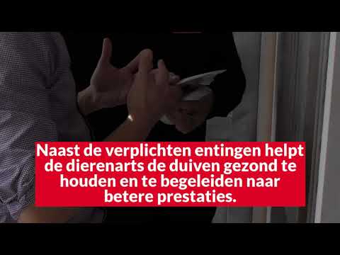Video Duiven gezond houden in het najaar:op controle