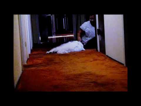 Billy (Maltese) in slow-motion (EX-F1)