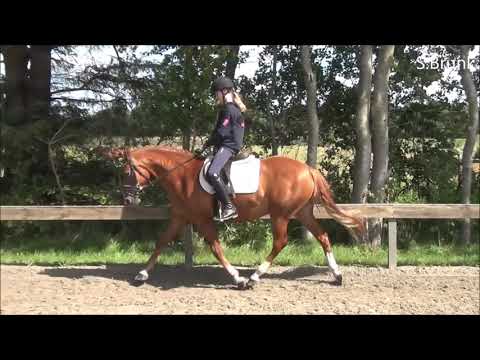 Foxtail Pony zum Verkauf