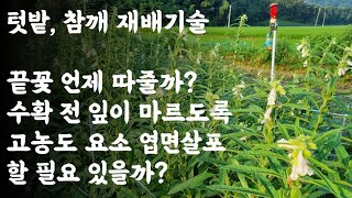 텃밭, 참깨 재배기술 / 끝꽃 언제 따줄까? / 수확 전 잎이 마르도록 고농도 요소 엽면살포 할 필요 있을까…