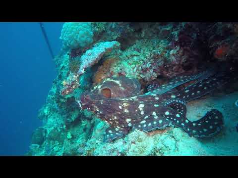 AN OCTOPUS AND I GET ACQUAINTED.. WATCH TO END