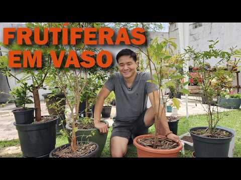 Passo a passo para plantar árvores frutíferas EM VASO.