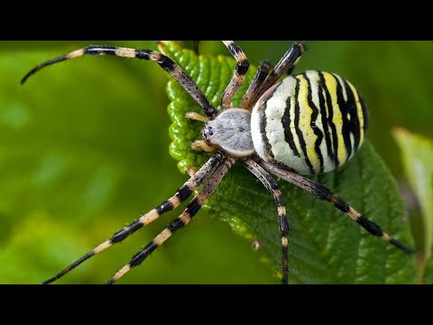 Mysteries of the Spider World: Secrets of Araneology"