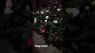 Download lagu keindahan bunga mawar pada malam hari..😍😘 mp3