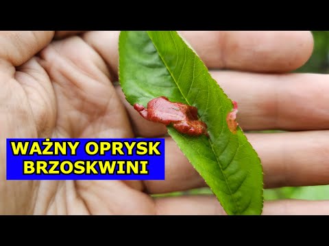 , title : 'Kluczowy Oprysk na Brzoskwinie Wiosenny. Kędzierzawość Liści Brzoskwini Czym Pryskać Drzewa owocowe.'