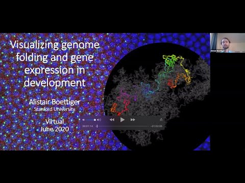 Alistair Boettiger: "Visualizing genome folding and gene expression in development."