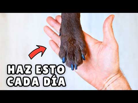 Las 50 cosas que hacen realmente FELICES a los perros 🐶