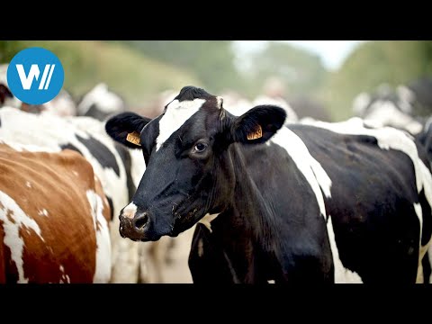 Normandie: Flache Wasser, reiche Natur (ARTE 360° Reportage)