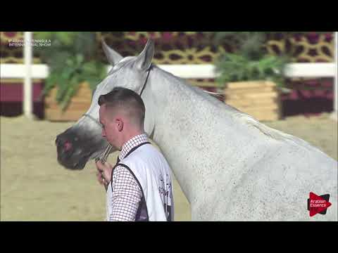 N.140 JIEWNH AL DHAKHIRA - 2019 Qatar Int. Peninsula show - Mares 11 Years old and above (Class 9)