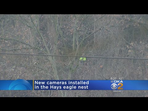 New Camera Being Installed At The Hays' Bald Eagle Nest