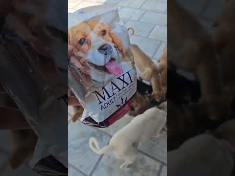 street dogs 🐕 family ❤️ #shorts #dog #puppy#viral #trending #shortsfeed