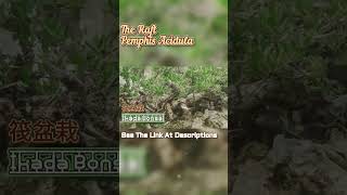 Download lagu Bonsai Santigi Pemphis Acidula Raft Style @therisingofroninbonsai mp3 Download lagu Bonsai Santigi Pemphis Acidula Raft Style @therisingofroninbonsai mp3