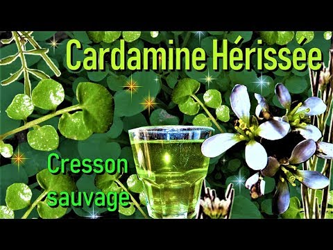 🌿La Cardamine hérissée, un cresson sauvage comestible et médicinal !
