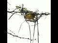 This bird will drop your Jaw, God is amazing.