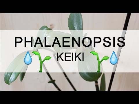 , title : 'Orchidea Phalaenopsis - Keiki'