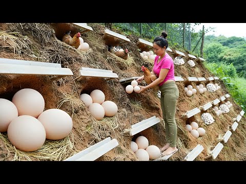 Construyendo Nidos Especiales para Gallinas | Cosechando Muchos Huevos para Vender