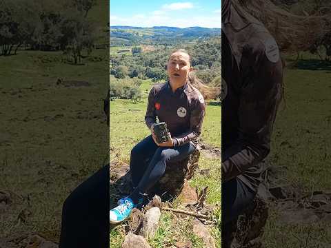 Onça Parda apareceu no centro de Campos Novos SC. #onçaparda #camposnovos