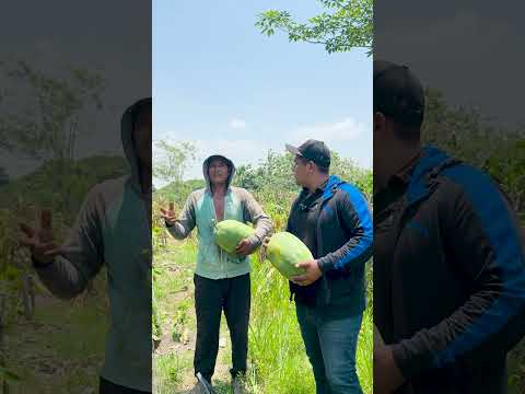 Desde Finca Cocopando, Pajali viendo la cosecha de Toncua y que se parece mucho a la Sandía.