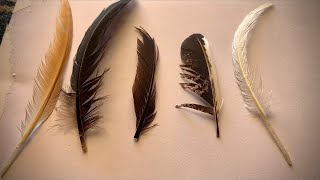 How to clean backyard bird feathers 🪶