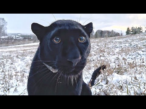 A snowy day with Luna the panther 😸 We are catching a tit🙈(ENG SUB)