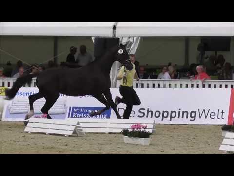 Hann.Pr.A. Diamonds Laurie von Diamond Hit - Herward v.d.Decken-Schau 2017