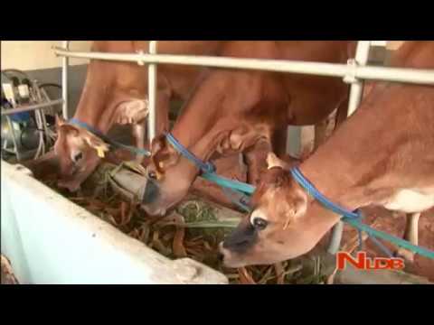 Conselho Nacional de Desenvolvimento Pecuário - Dayata Kirula