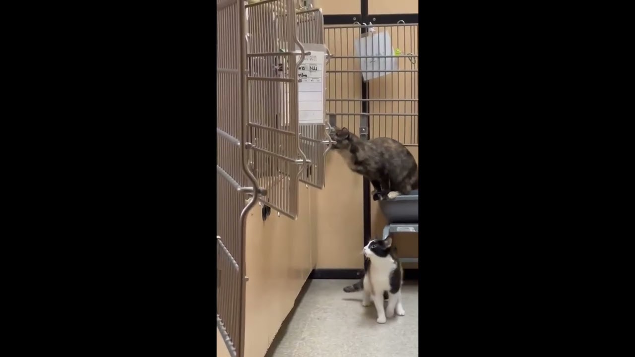 Enlarge Brie (bonded with Merlot), a ADOPTABLE mixed breed in Brampton, ON video 6/6