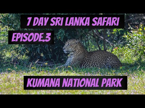 Seven Day Sri Lanka Safari - Kumana National Park - The Jewel Of Sri Lanka Episode 3
