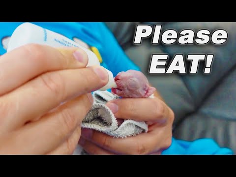 Tiny Kitten Won't Eat And Losing Weight!