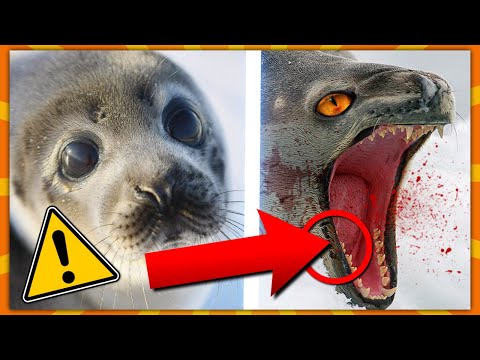 10 Søde Dyr Som Faktisk Er Farlige!