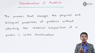Denaturation of Proteins - Biomolecules - Chemistry Class 12