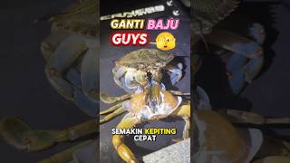 Download lagu wahhh 😱 ternyata kepiting juga bisa ganti cangkang 🫣😱 #kepiting #kepitingbakau #kingcrab mp3