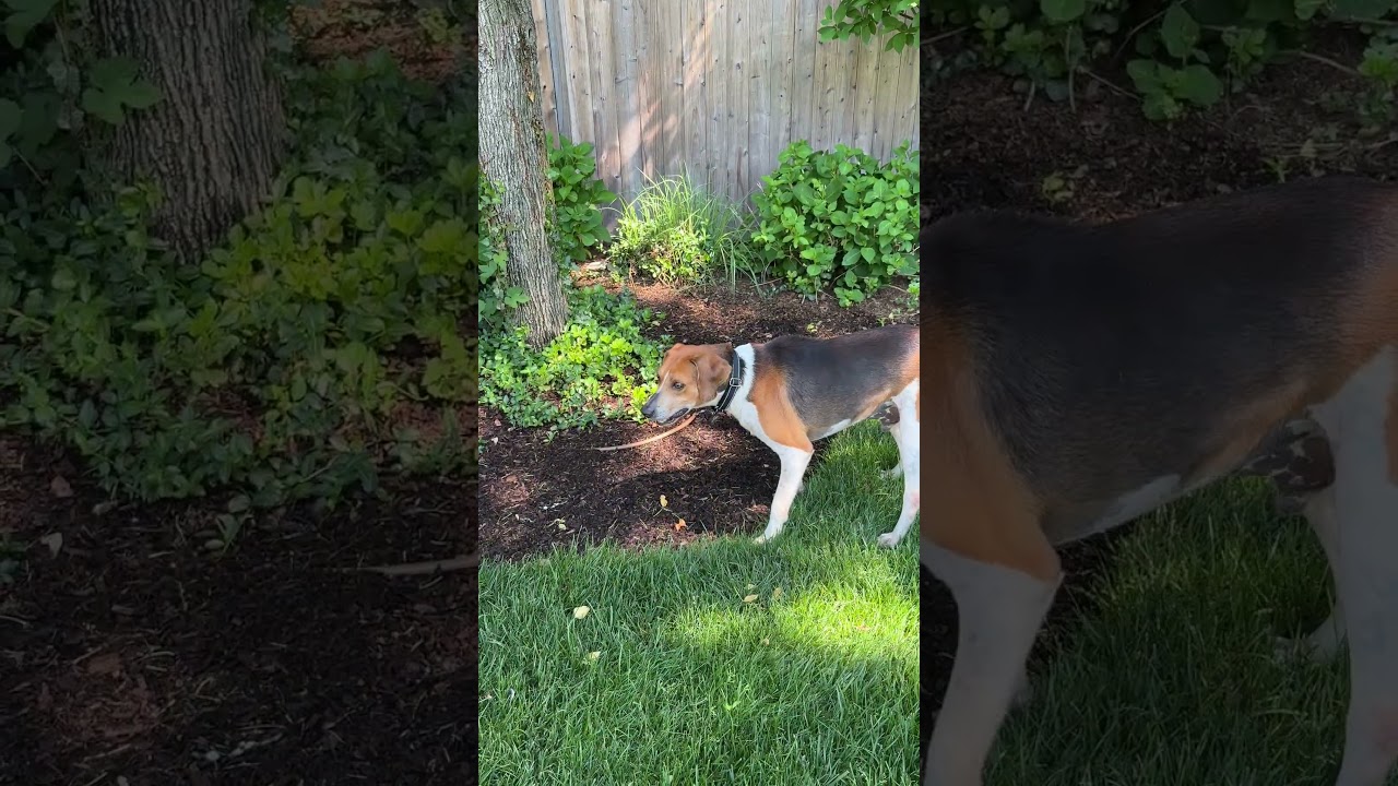 Float, a Adoptable mixed breed in Chatham, NJ video 6/6