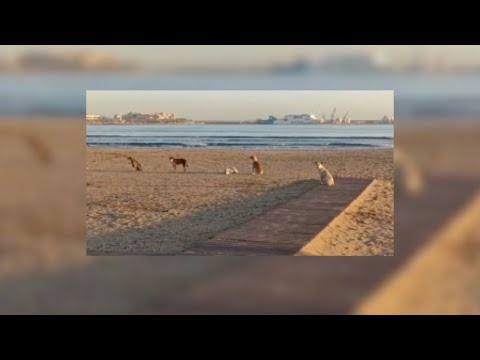 Ocho perros asilvestrados en la playa, un vídeo viral que denuncia la situación de Melilla