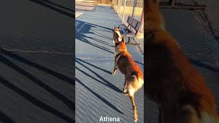 Video preview image #1 Mutt Puppy For Sale in Stevens Point, WI, USA