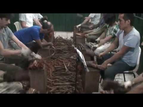 2ª BATEÇÃO - FLOR DE JAGUBE - MAIO 16