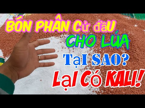 Bón phân cứ đầu cho lúa tại sao?lại có kali!Thanhdotv