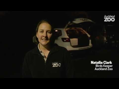 Operation Nest Egg in action with keeper Nat