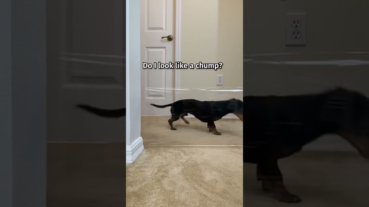 Wiener Dog April Fools PRANK!