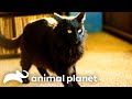 Jackson Galaxy Uses a Crazy Trick to Stop a Cat From Peeing in the House! | My Cat From Hell