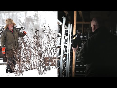 Peonies in the winter at Pionien Koti - the Home of Peonies