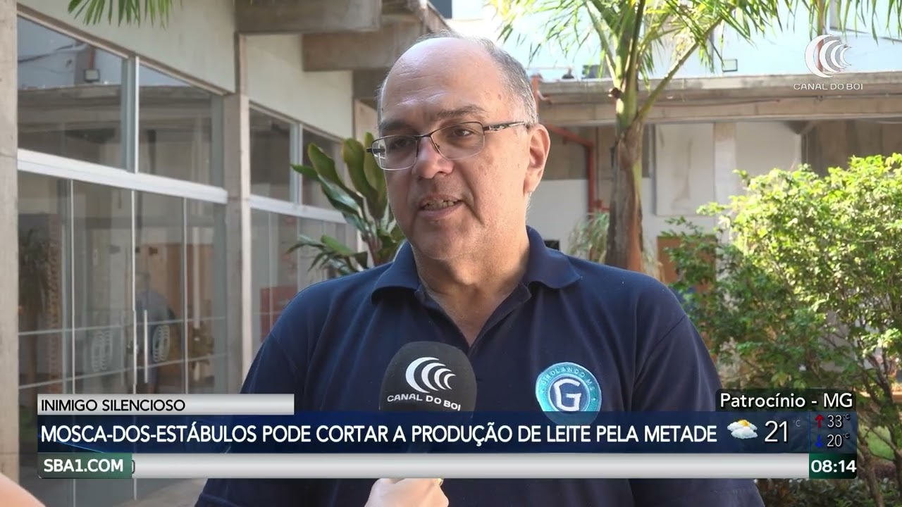Mosca-dos-estábulos pode cortar a produção de leite pela metade