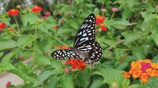 S.Deligiannopoulos: Orchestral Variations on Piano Soundtrack 