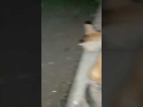 #kitten eating ice cream