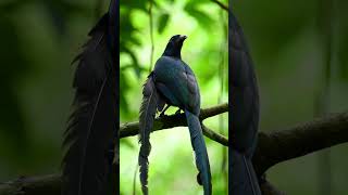 Download lagu BURUNG CENDRAWASIH GACOR @RBAlamKicau #cendrawasih #birds #birdsounds #shortburungkicau mp3 Download lagu BURUNG CENDRAWASIH GACOR @RBAlamKicau #cendrawasih #birds #birdsounds #shortburungkicau mp3