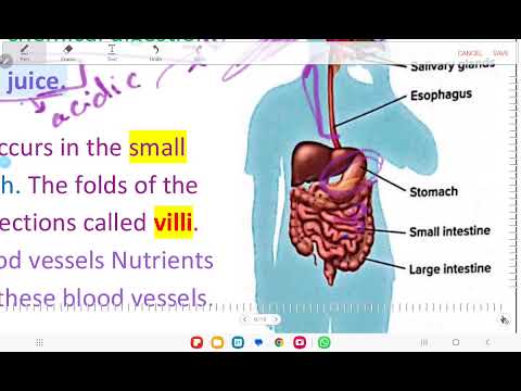 Module 2: Lesson 3 Digestive and Excretory systems (G.6)